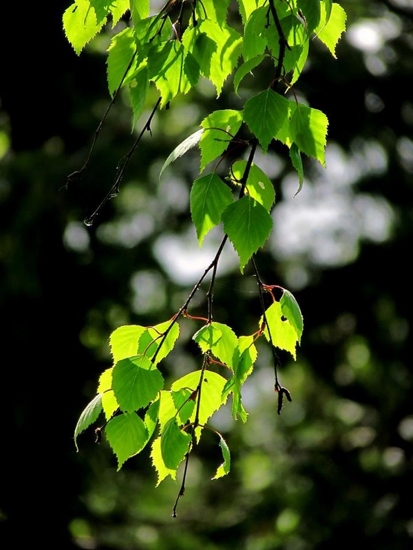 Фотографія Разное / Роман Савоцький / photographers.ua
