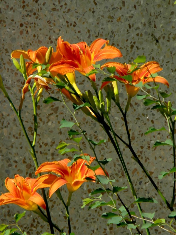 Фотографія Разное / Роман Савоцький / photographers.ua