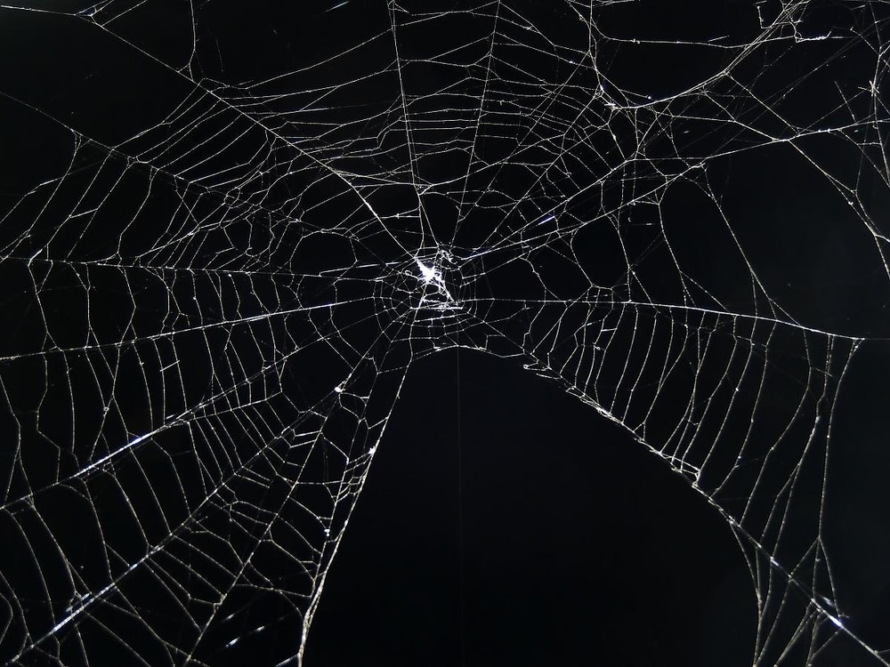 Фотографія Макро / Роман Савоцький / photographers.ua