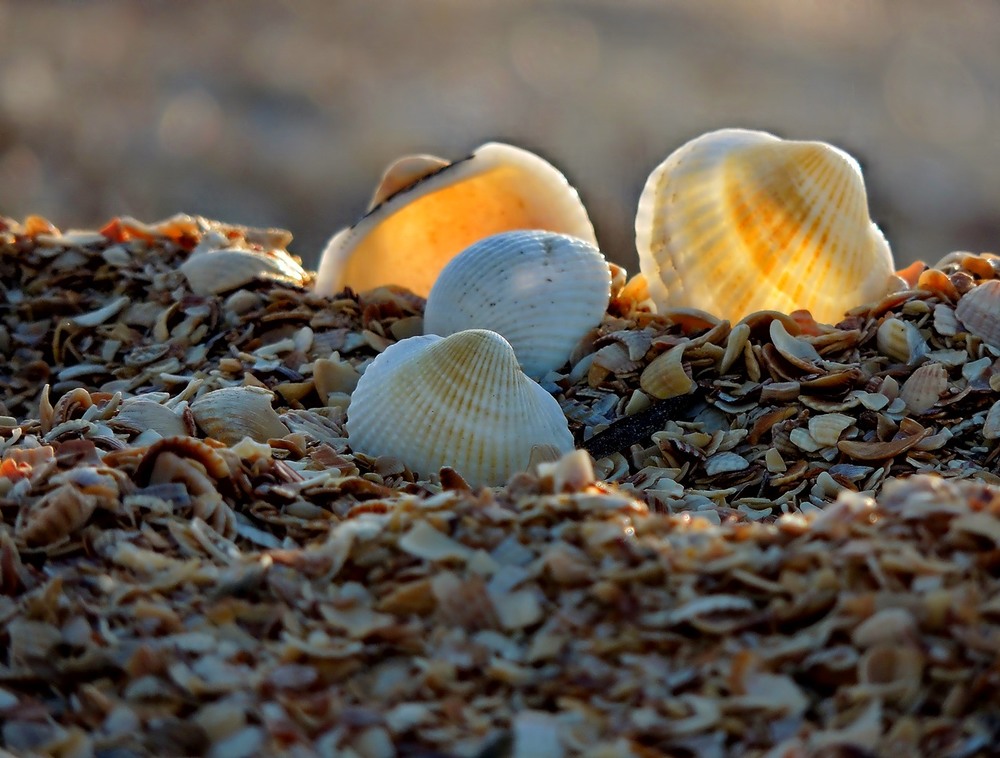 Фотографія О море, море... / Роман Савоцький / photographers.ua