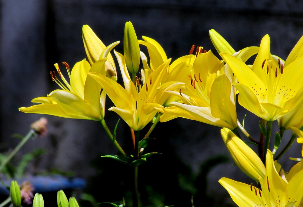 Фотографія Разное / Роман Савоцький / photographers.ua