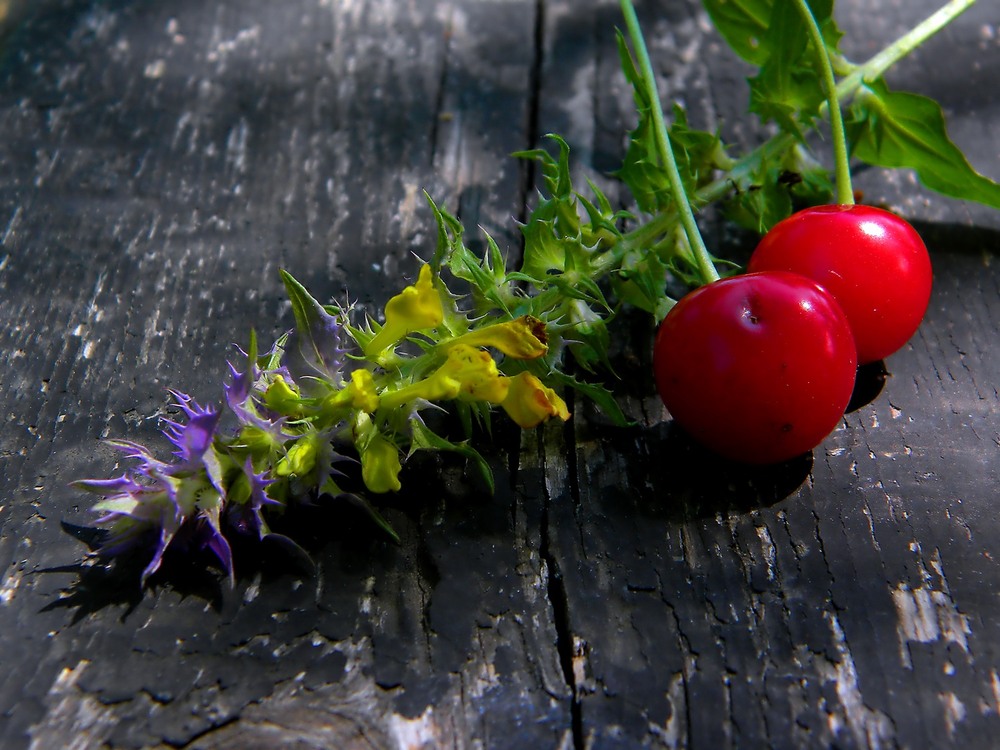 Фотографія Деталі природи / Роман Савоцький / photographers.ua