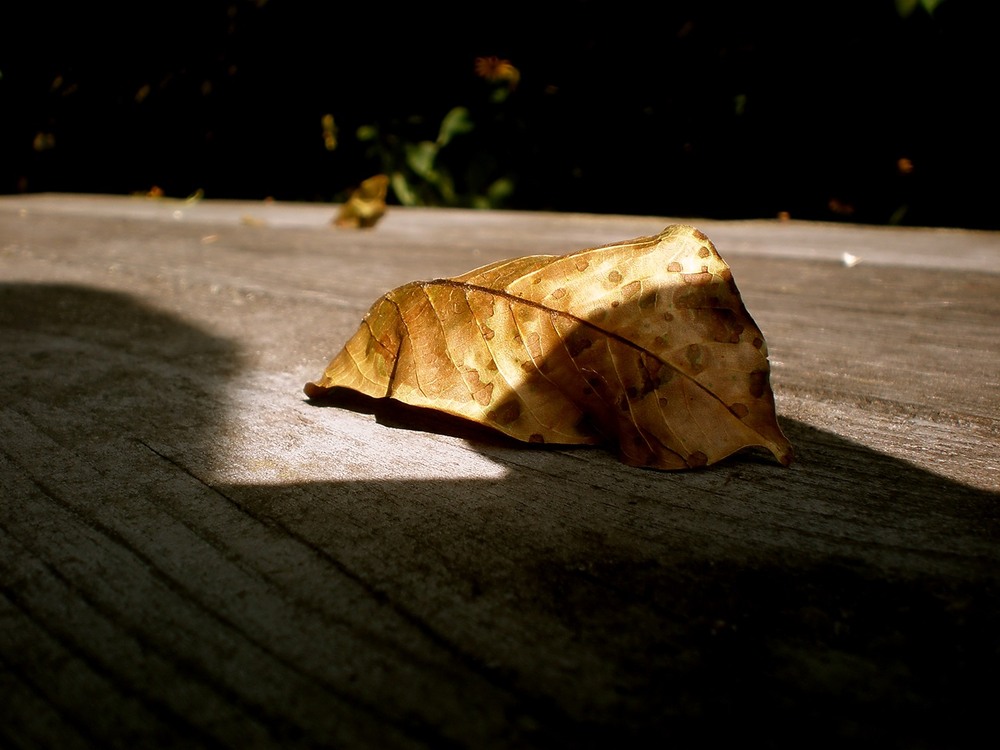 Фотографія Разное / Роман Савоцький / photographers.ua