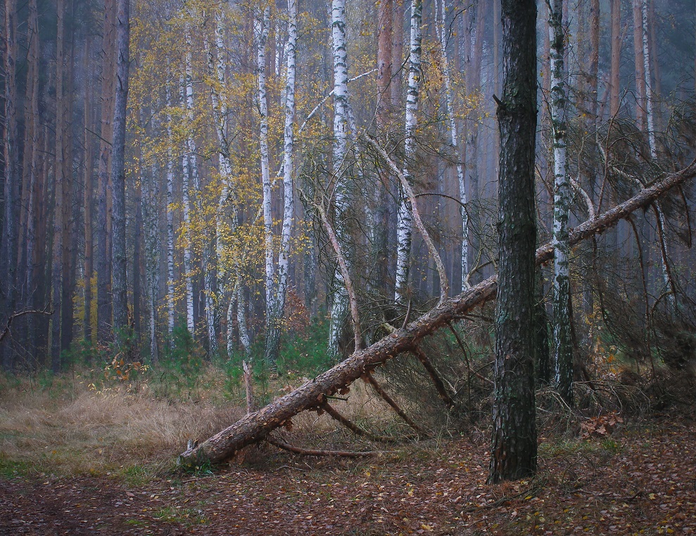 Фотографія Мої аматорські фотозамальовки.Ранковий осінній ліс. / Олег Бойко / photographers.ua