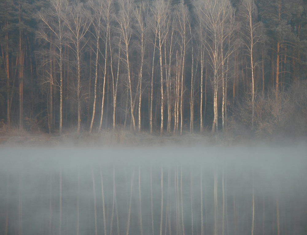 Фотографія Мої аматорські фотозамальовки.Березовий ліс на березі озера. / Олег Бойко / photographers.ua