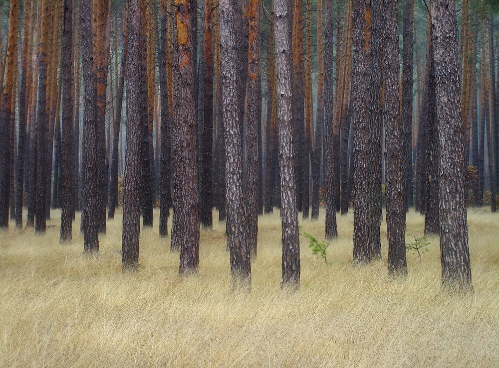 Фотографія Мої аматорські фотозамальовки.Похмурий осінній ліс. / Олег Бойко / photographers.ua