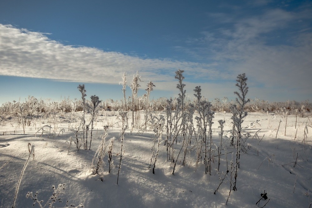 Фотографія Засніжене поле / Ігор Солодовніков / photographers.ua