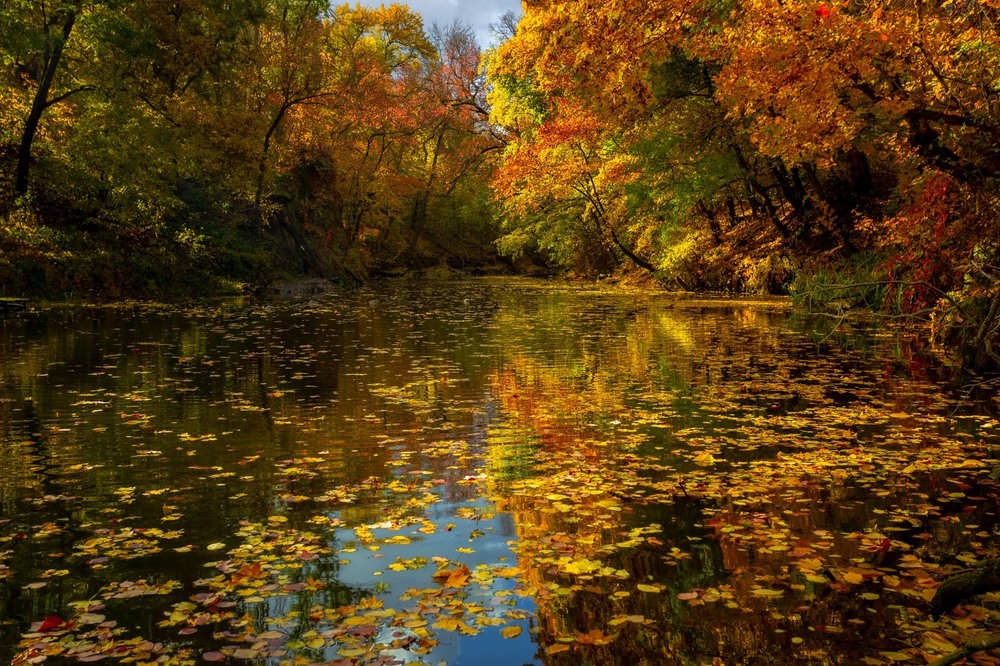 Фотографія Осінь різнобарвна / Ігор Солодовніков / photographers.ua
