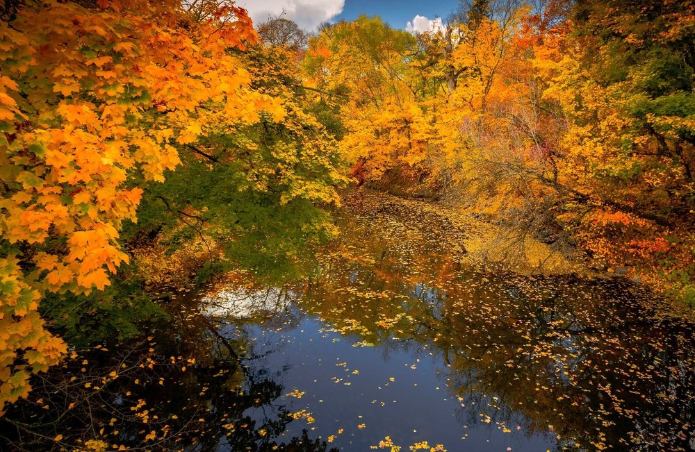 Фотографія Осінній імпресіонізм / Ігор Солодовніков / photographers.ua
