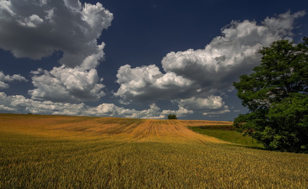 Фотографія Давай підем в пшеничне поле, бо то все є - свята земля.... / Ігор Солодовніков / photographers.ua