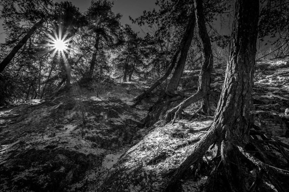 Фотографія Я дерево, я сніг, я все, що я люблю. І, може, це і є моя найвища сутніть... / Ігор Солодовніков / photographers.ua