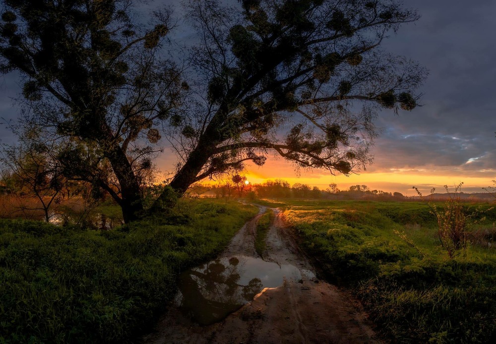 Фотографія Стара верба біля дороги, що веде до сонця / Ігор Солодовніков / photographers.ua