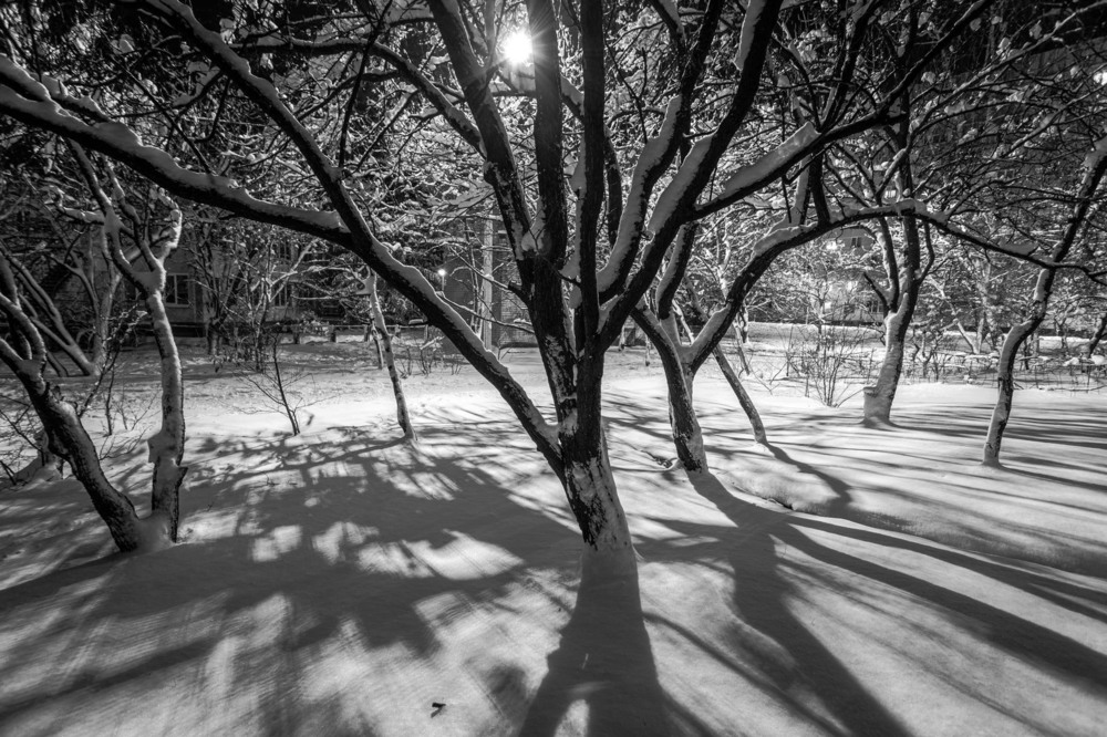 Фотографія Темніє кучерява груша, кидає свою тінь на шлях... / Ігор Солодовніков / photographers.ua