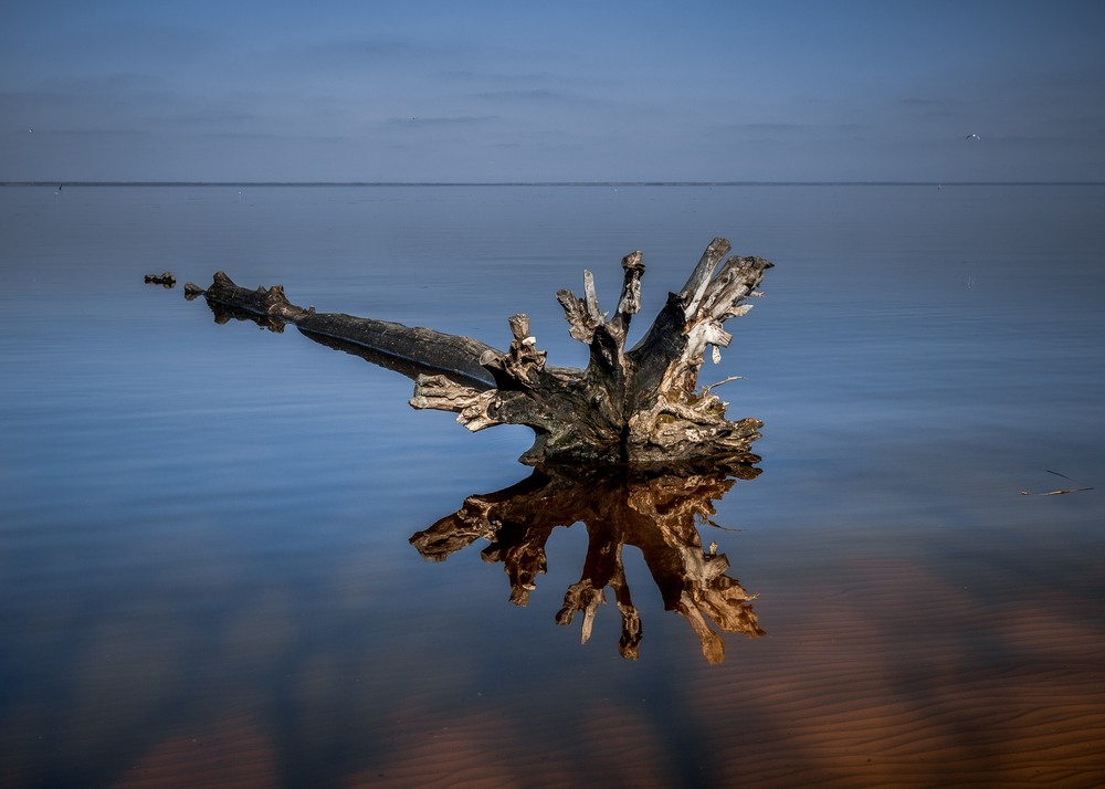 Фотографія Упало дерево у воду..... / Ігор Солодовніков / photographers.ua