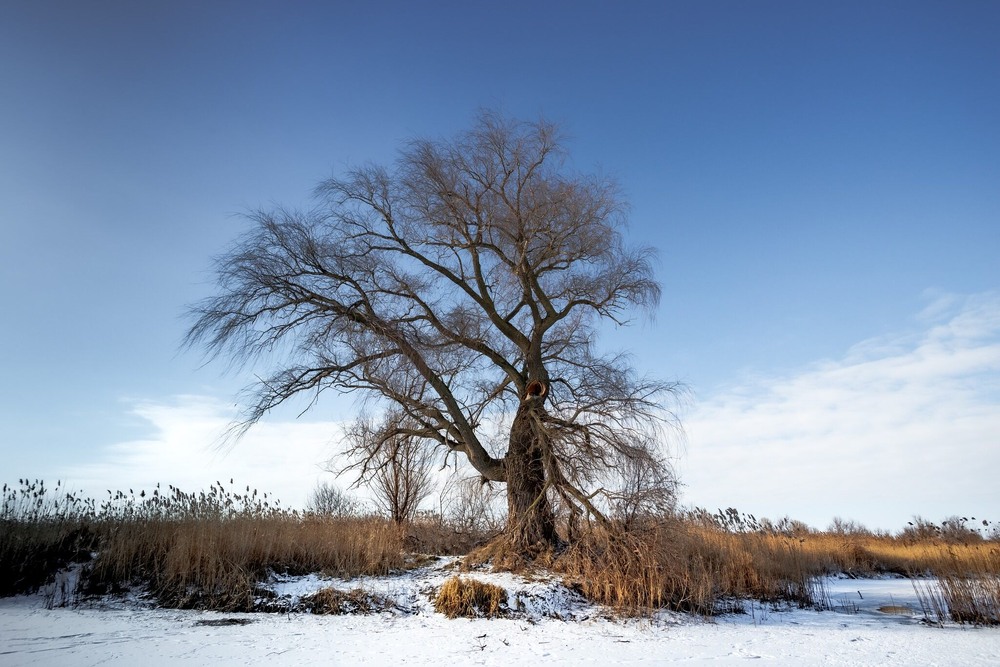 Фотографія Стара верба на березі / Ігор Солодовніков / photographers.ua