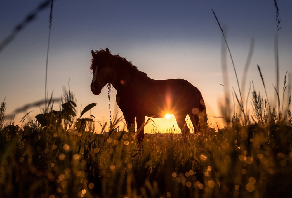 Фотографія Летіла муха.... / Ігор Солодовніков / photographers.ua