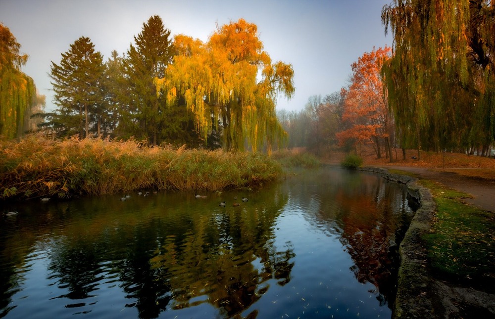 Фотографія Верба в осінньому вбранні / Ігор Солодовніков / photographers.ua
