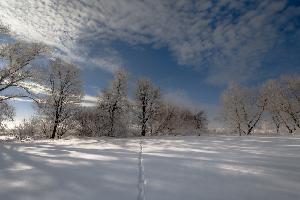 Фотографія Зима в полі / Ігор Солодовніков / photographers.ua