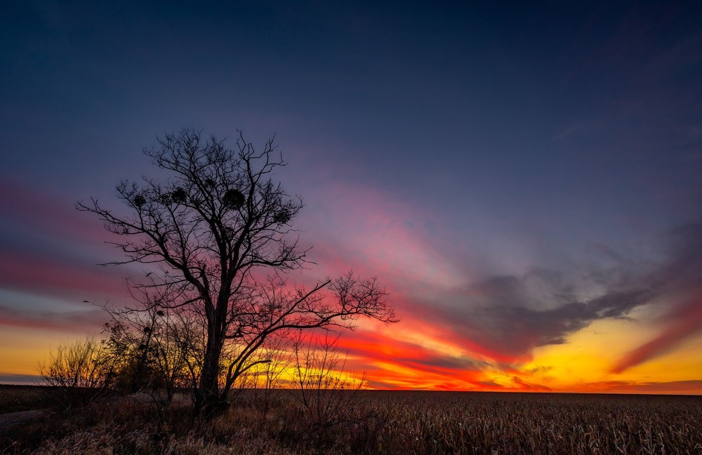 Фотографія Кукурудзяне поле / Ігор Солодовніков / photographers.ua