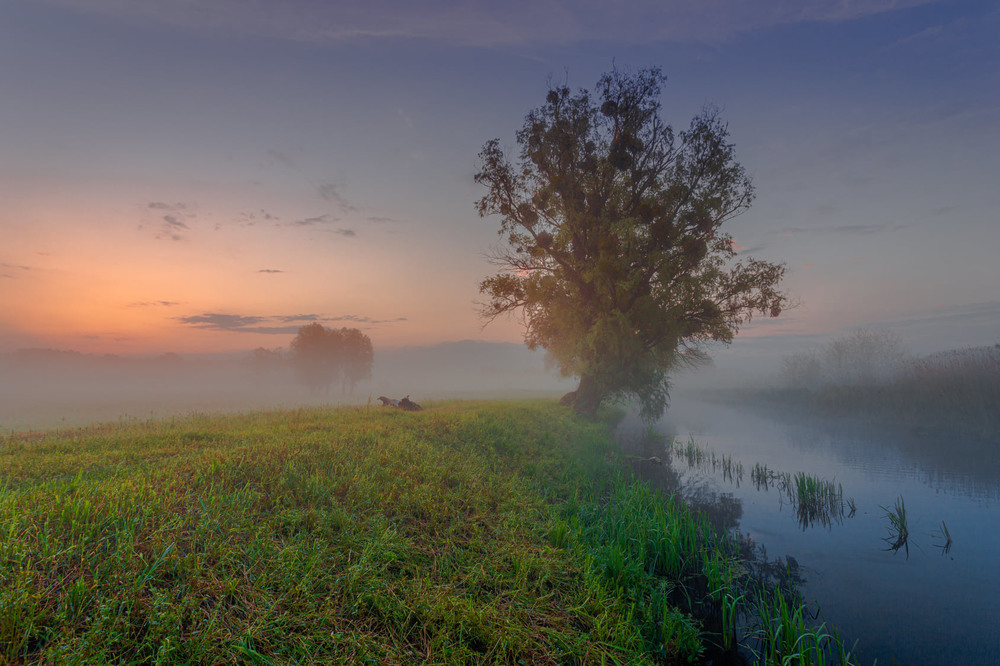 Фотографія Туман на леваді / Ігор Солодовніков / photographers.ua