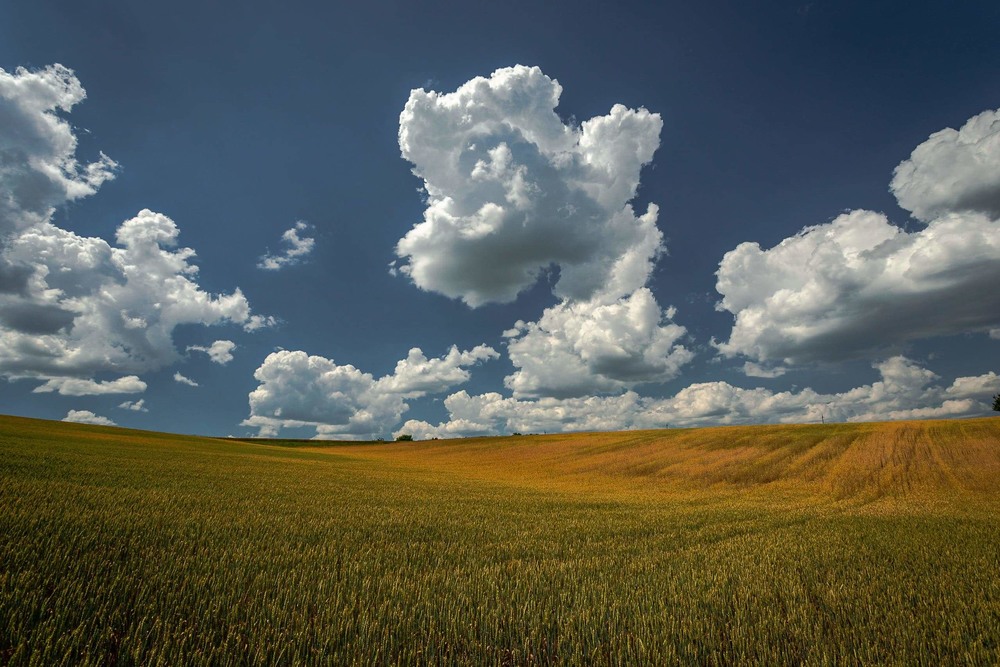 Фотографія Вдаль піду за село, де пшеничне розкинулось поле... / Ігор Солодовніков / photographers.ua