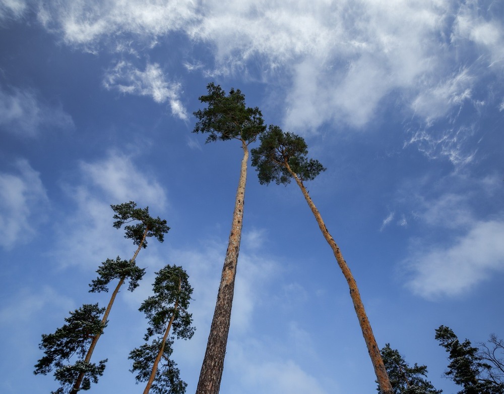 Фотографія До світла, до неба! / Ігор Солодовніков / photographers.ua
