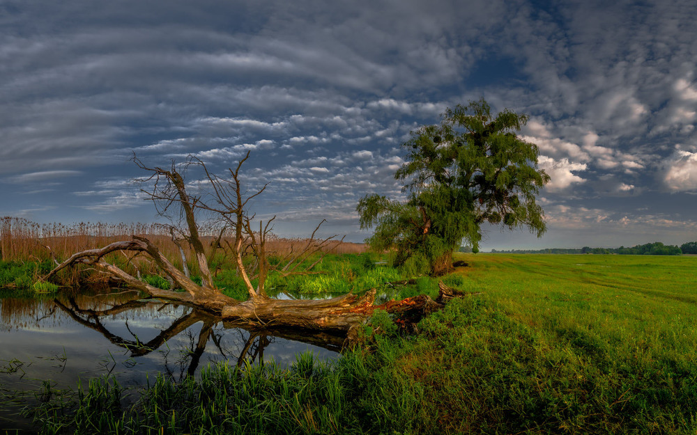 Фотографія Два дерева у просторі буття... / Ігор Солодовніков / photographers.ua