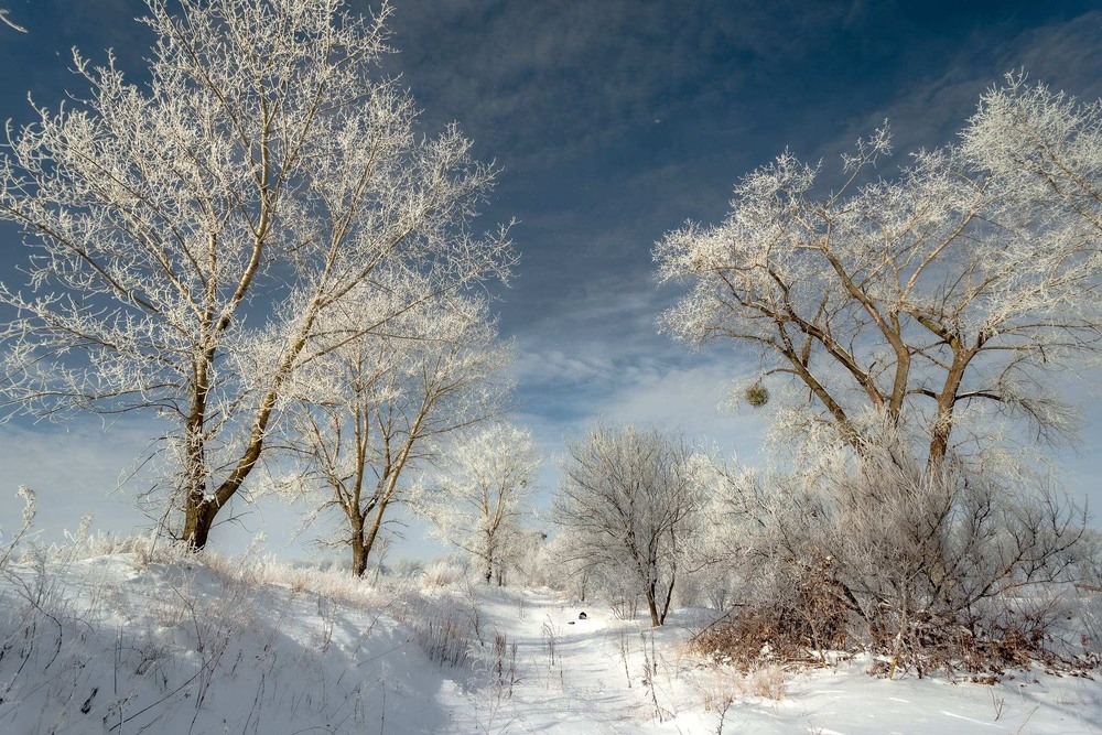 Фотографія Засніжені дерева / Ігор Солодовніков / photographers.ua