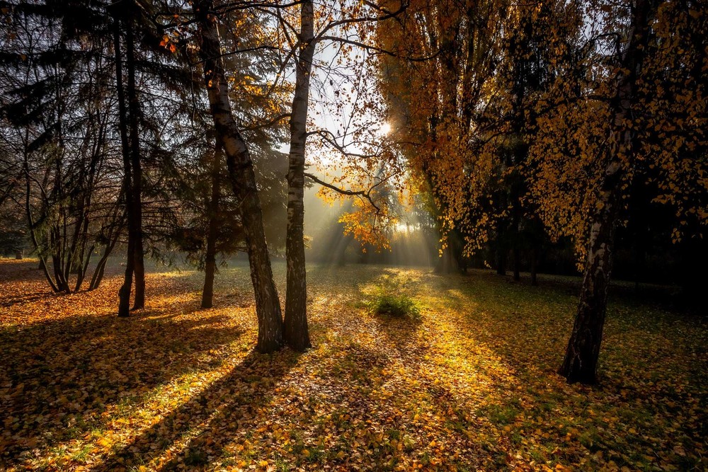 Фотографія Осінній ранок у міському парку / Ігор Солодовніков / photographers.ua