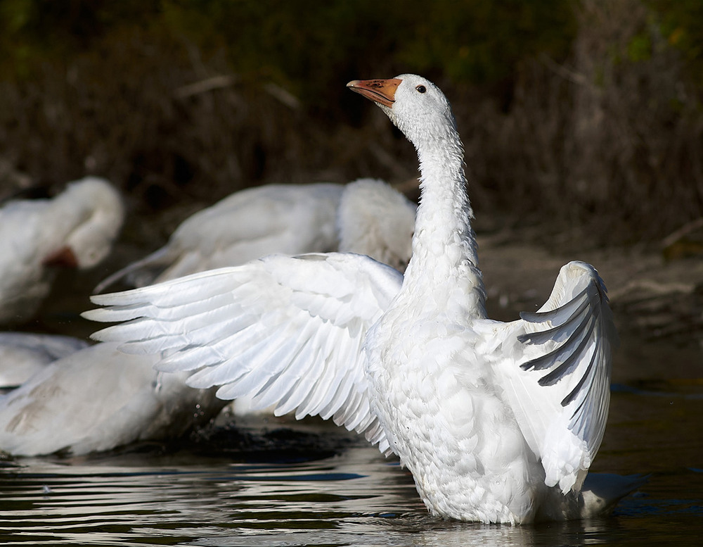 Фотографія Животные / Юрій Юрков / photographers.ua