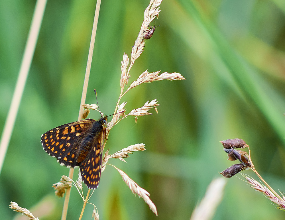 Фотографія Разное / Юрій Юрков / photographers.ua