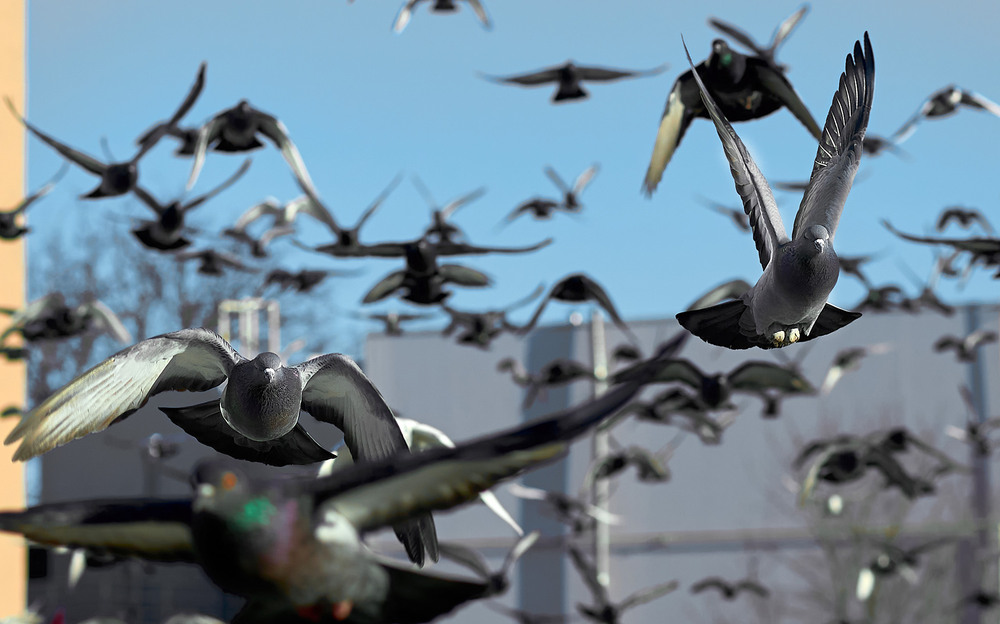 Фотографія Ескадрилья / Юрій Юрков / photographers.ua