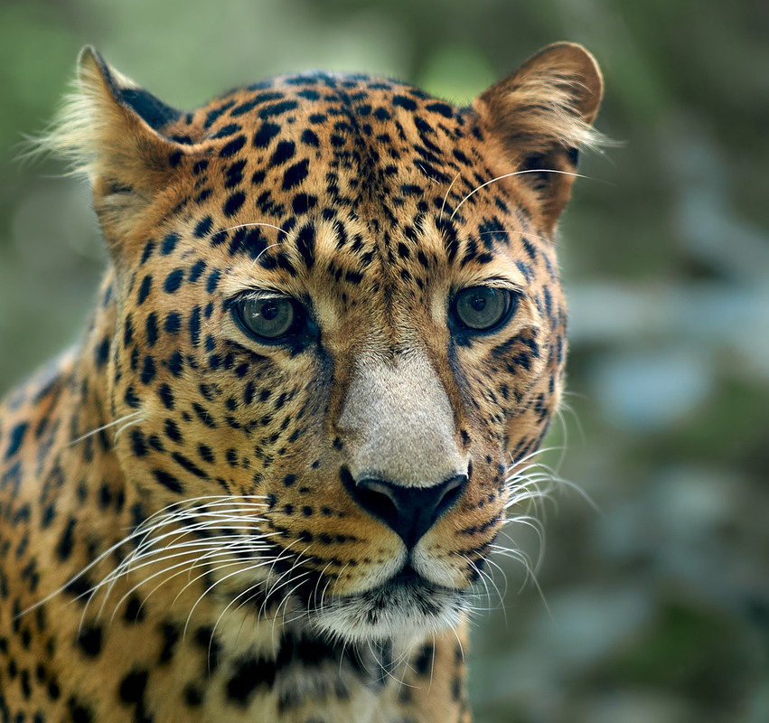 Фотографія сумний леопард / Юрій Юрков / photographers.ua