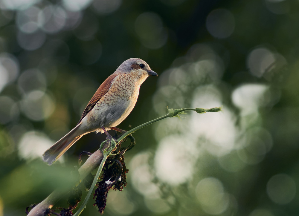 Фотографія Животные / Юрій Юрков / photographers.ua