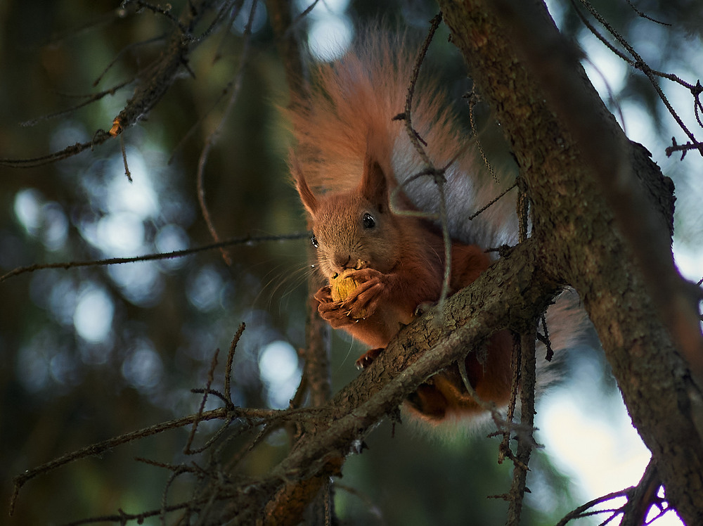 Фотографія Животные / Юрій Юрков / photographers.ua