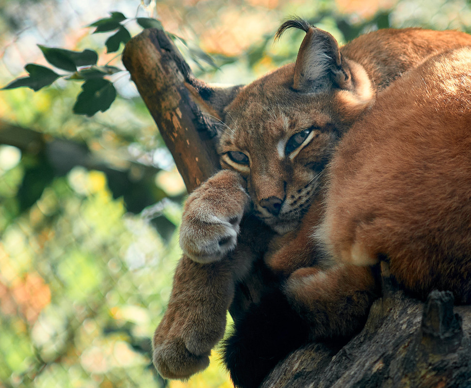 Фотографія Животные / Юрій Юрков / photographers.ua