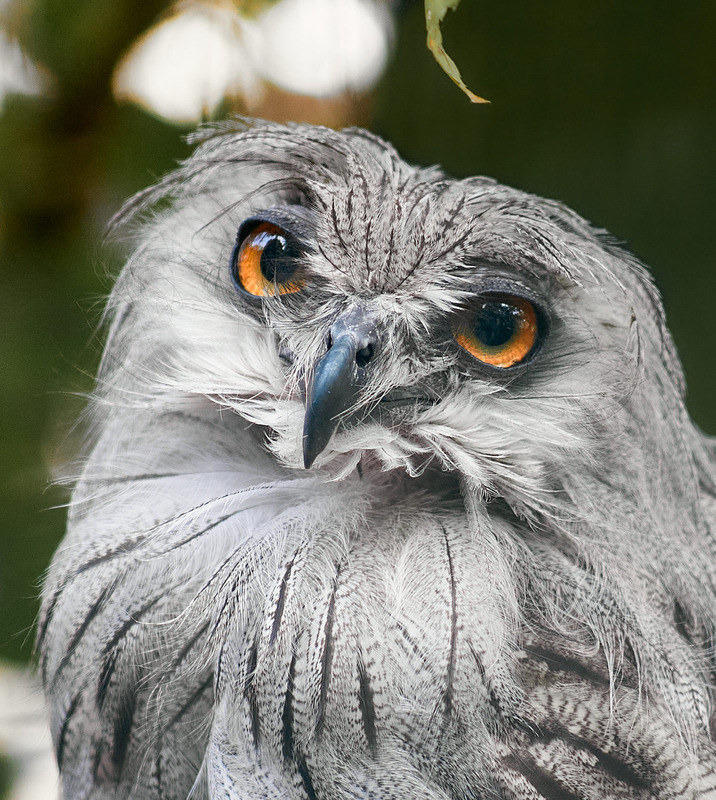 Фотографія Животные / Юрій Юрков / photographers.ua