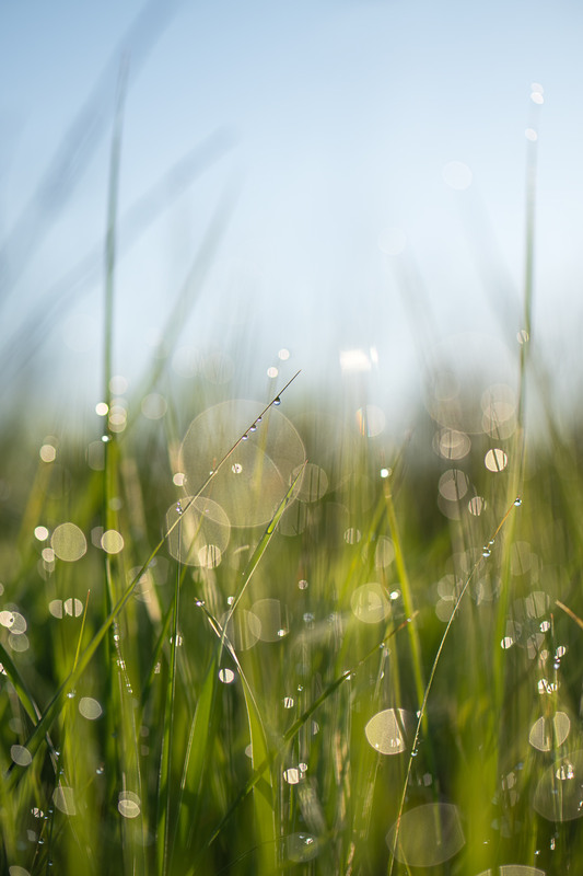 Фотографія Макро / Ірина Філіпенко / photographers.ua