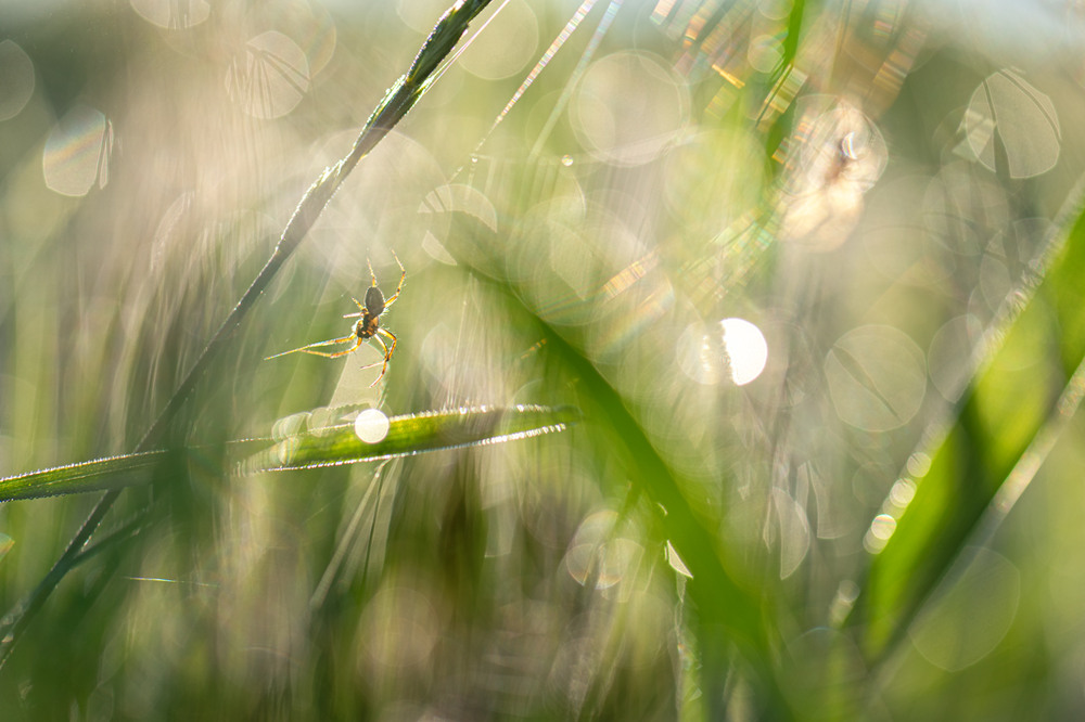 Фотографія Макро / Ірина Філіпенко / photographers.ua