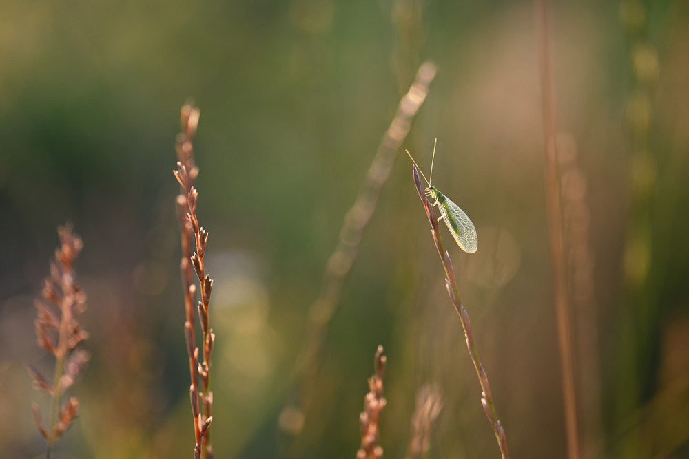 Фотографія Макро / Ірина Філіпенко / photographers.ua