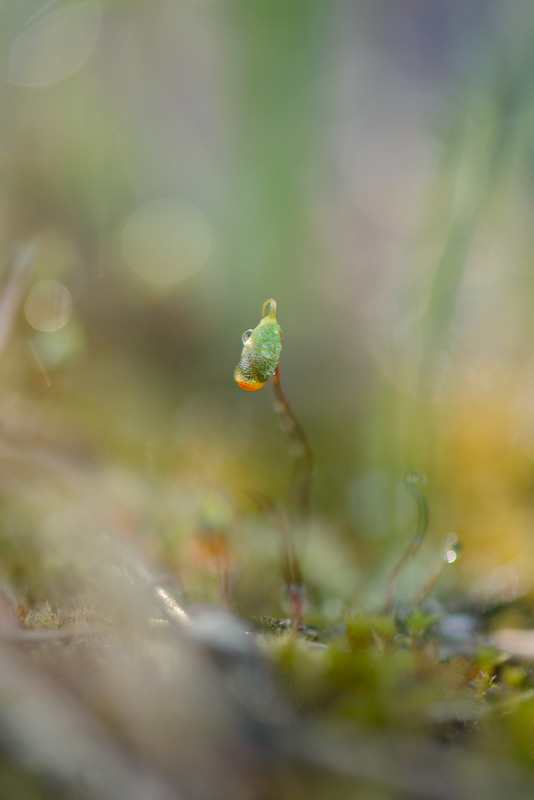 Фотографія Макро / Ірина Філіпенко / photographers.ua