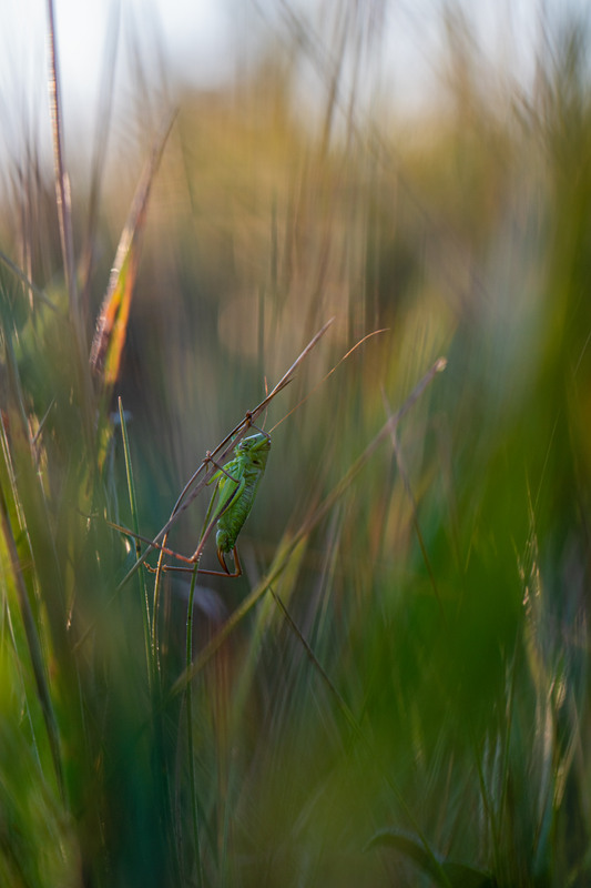 Фотографія Макро / Ірина Філіпенко / photographers.ua