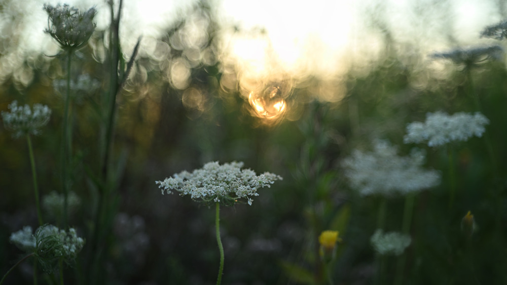 Фотографія Макро / Ірина Філіпенко / photographers.ua
