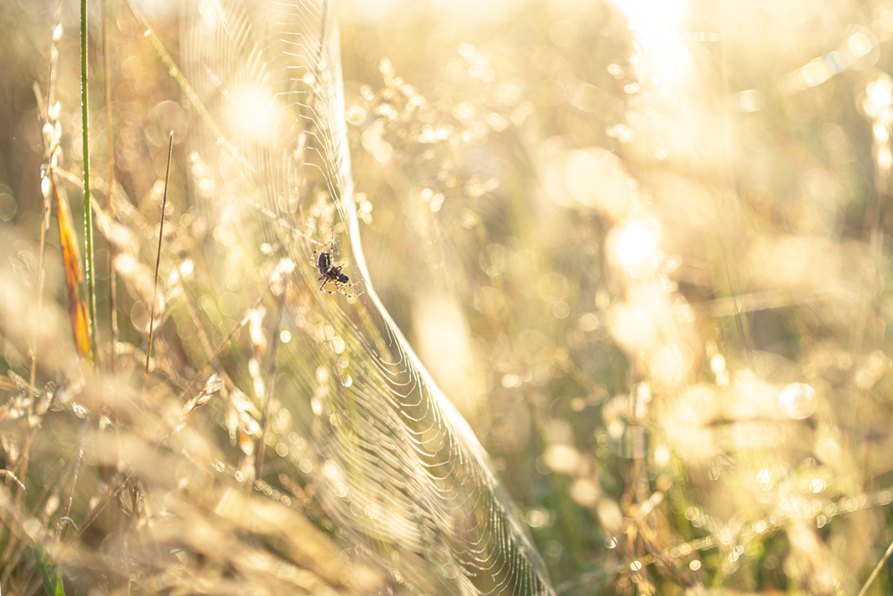 Фотографія Макро / Ірина Філіпенко / photographers.ua