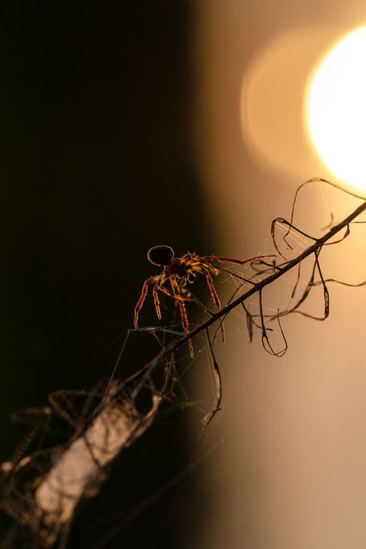 Фотографія Павук і сонце / Ірина Філіпенко / photographers.ua