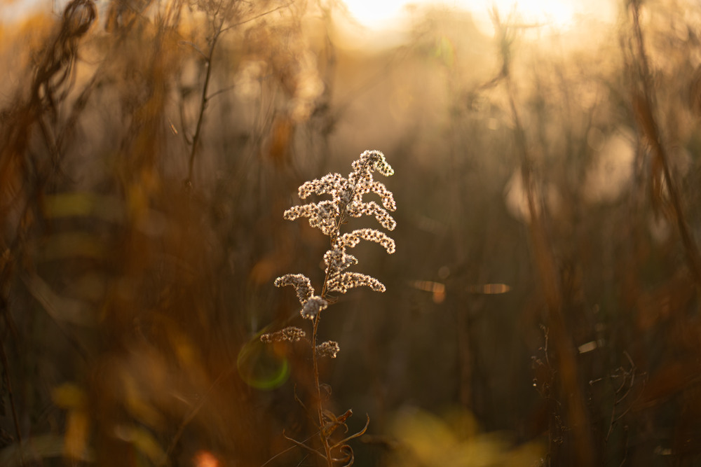 Фотографія Макро / Ірина Філіпенко / photographers.ua
