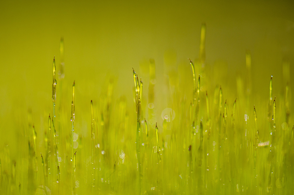 Фотографія Макро / Ірина Філіпенко / photographers.ua