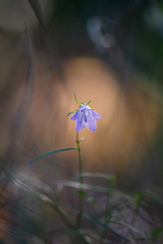 Фотографія Макро / Ірина Філіпенко / photographers.ua