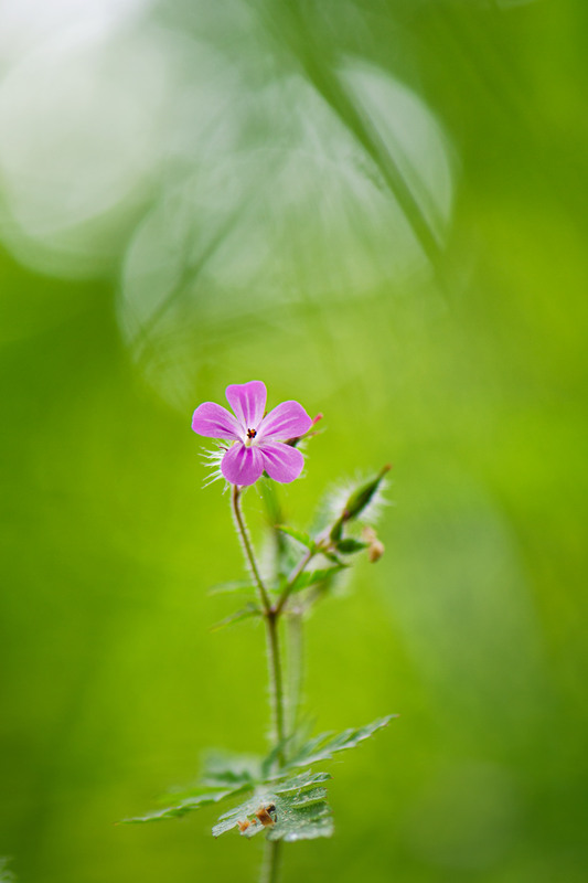 Фотографія Макро / Ірина Філіпенко / photographers.ua