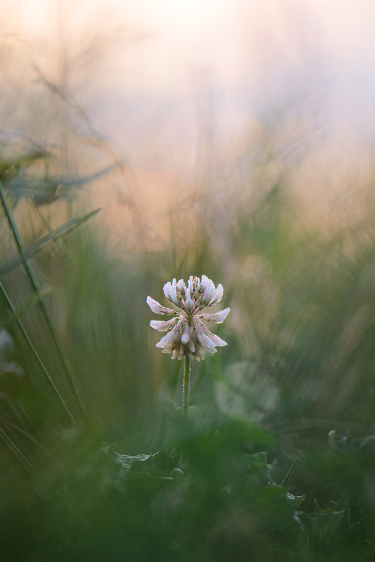 Фотографія Макро / Ірина Філіпенко / photographers.ua